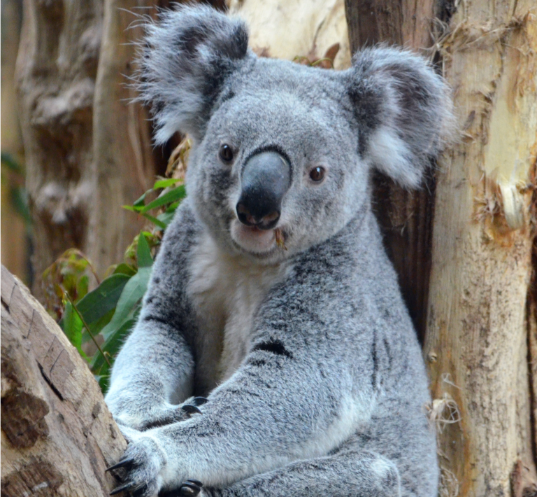 Koala Oobi-Ooobi