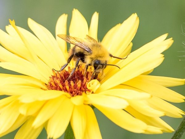 Gartensprechstunde – Wildbienen-Special - Workshop im Urania-Garten